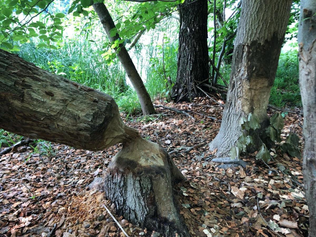 Ferienwohnung Am Rathsburgsee Gramzow エクステリア 写真